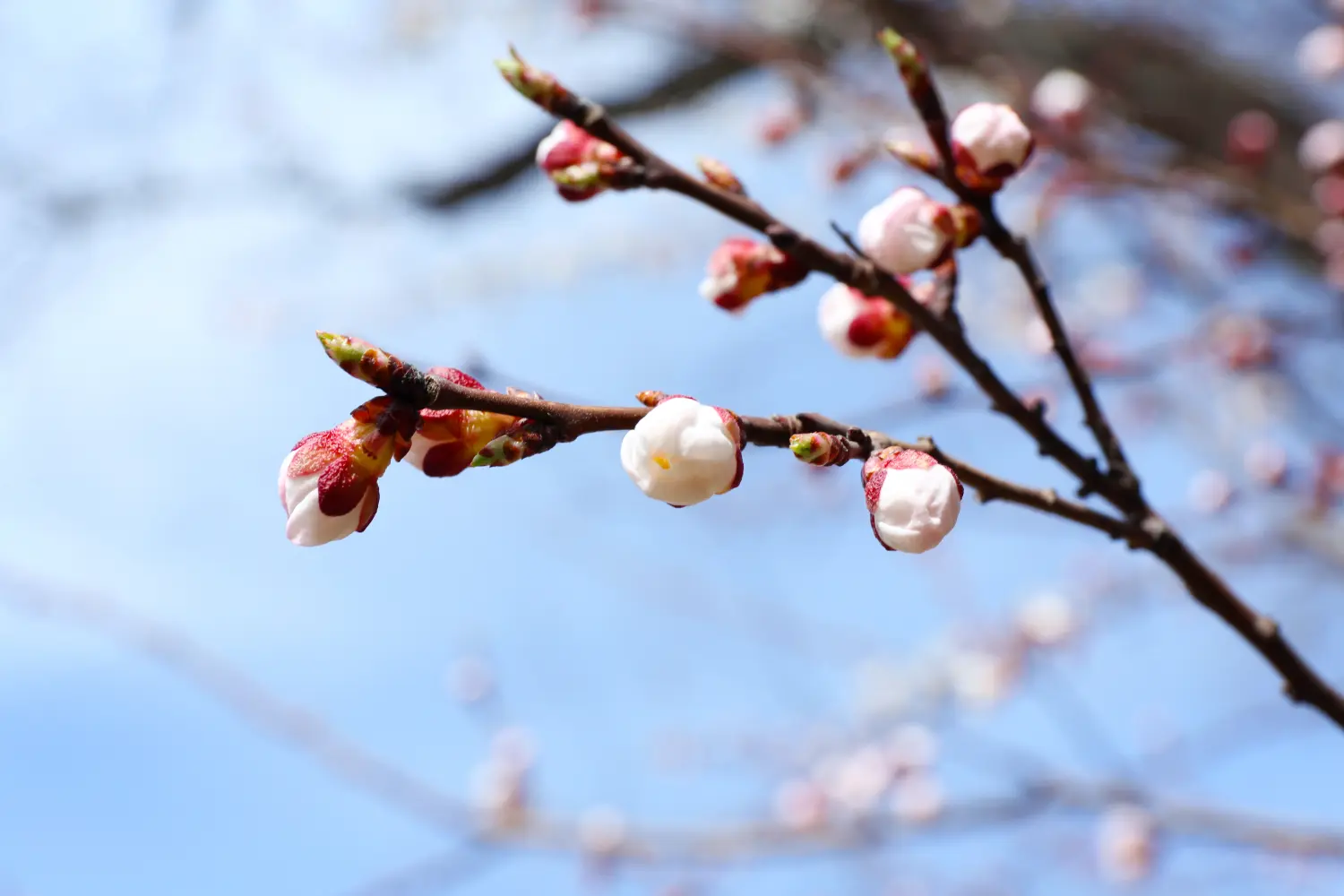Blühende Zweige eines Obstbaums
